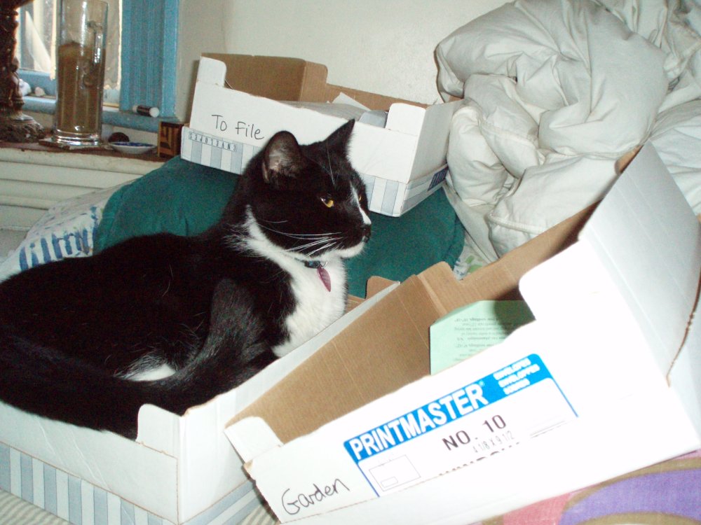 kittyboxes-M.jpg